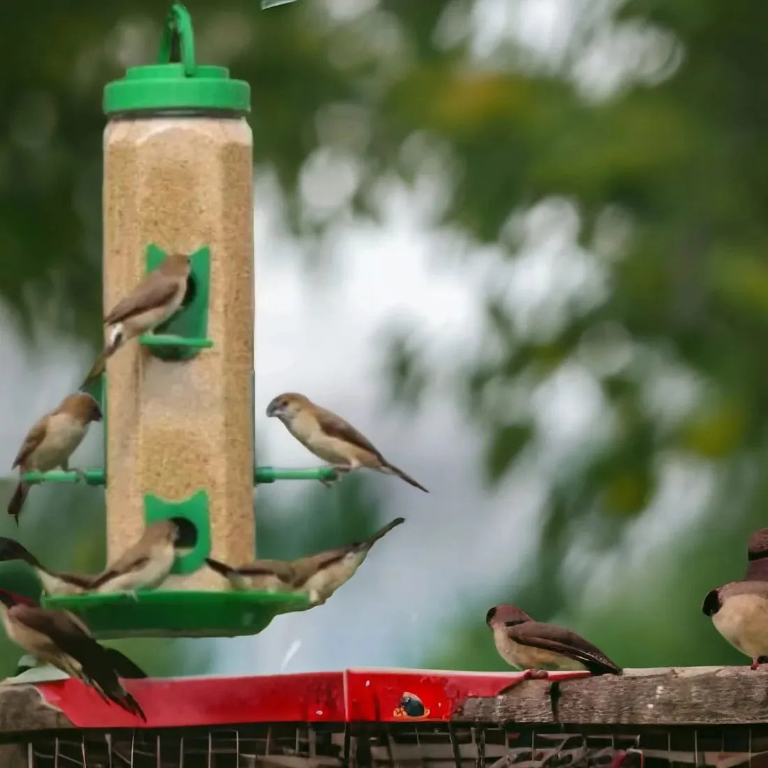 The Beautiful Bird feeder