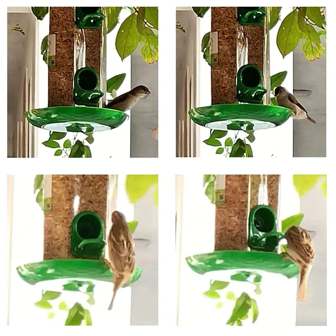 The Beautiful Bird feeder