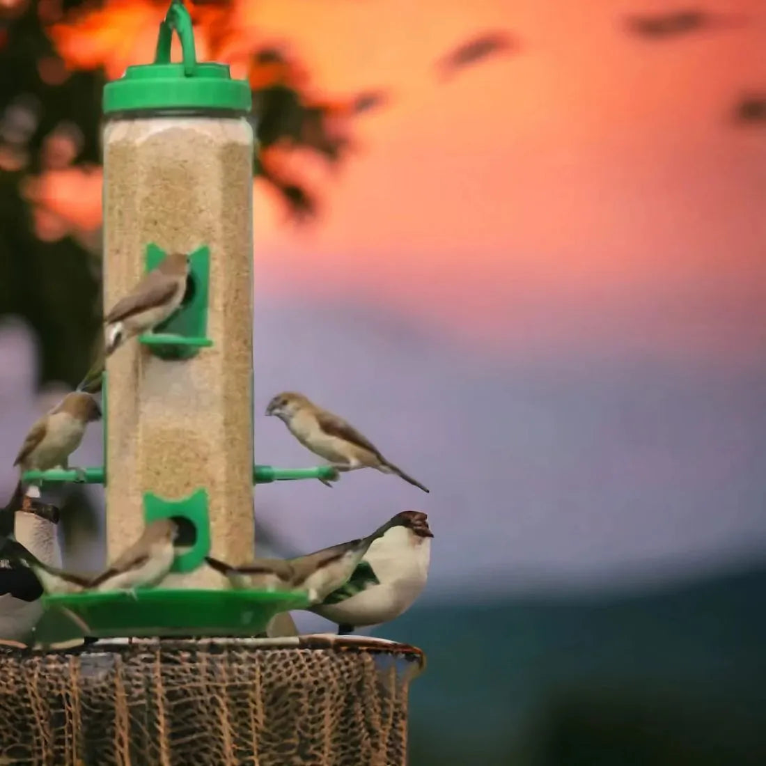 The Beautiful Bird feeder