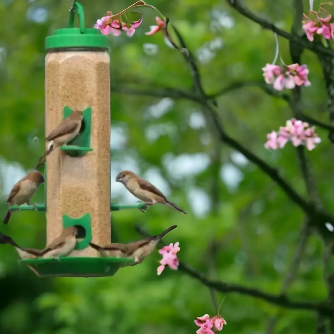 The Beautiful Bird feeder