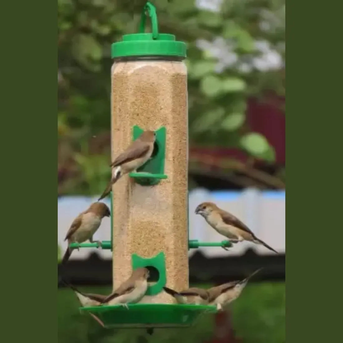 The Beautiful Bird feeder